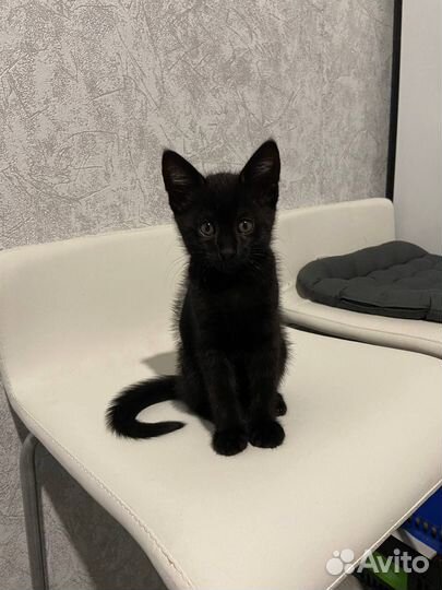 Кот в добрые руки