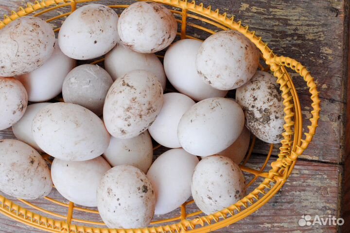 Инкубационное яйцо утки