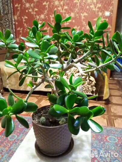 Цветок денежное дерево - толстянка