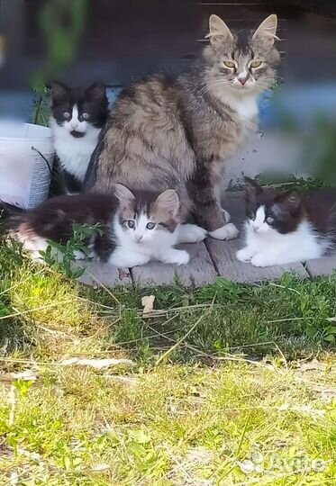 Пушистый Василёк