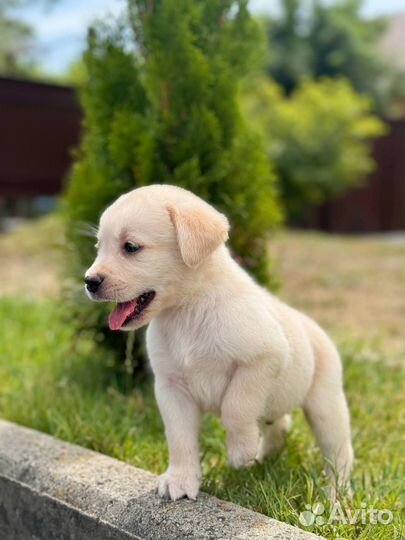 Щенки Лабрадора