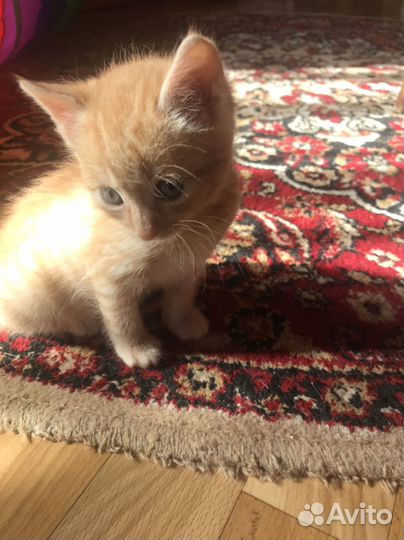 Кошка в добрые руки