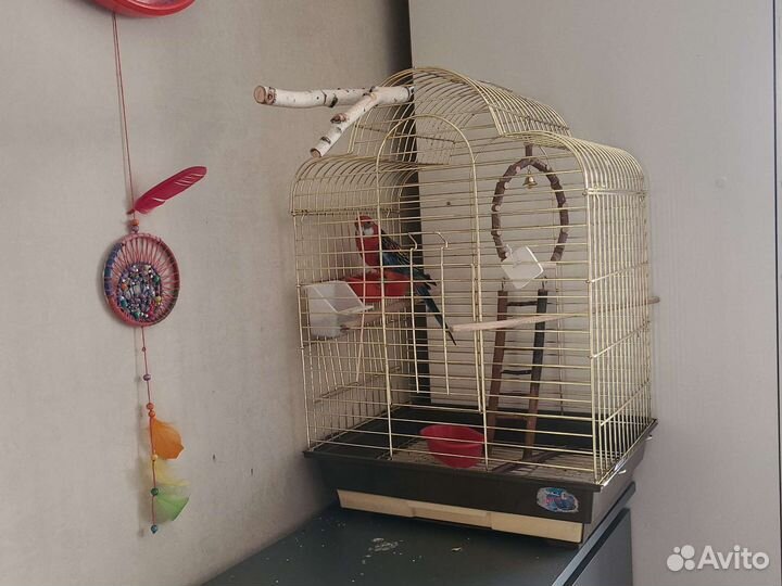 Попугай розелла