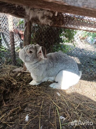 Кролики породы фландр