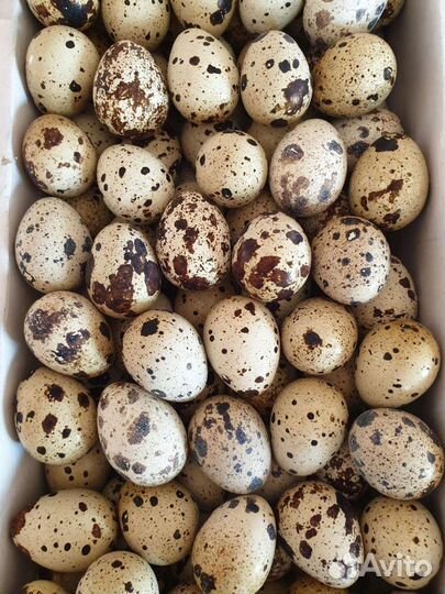 Перепела, яйца перепелиные инкубационные