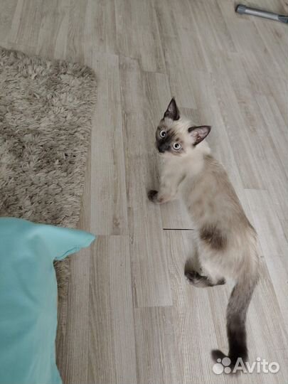 Сиамский котенок мальчик