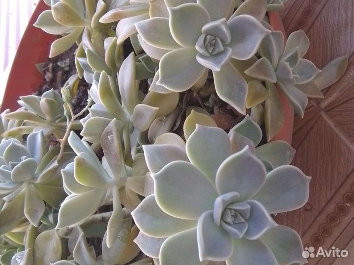 Суккуленты разные