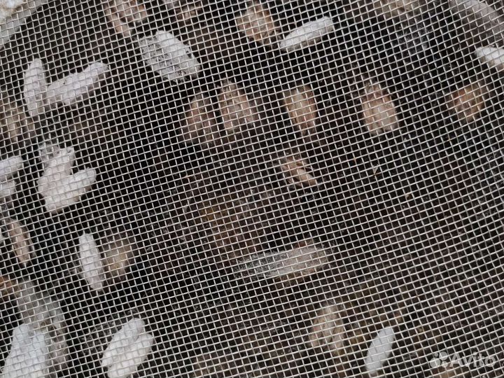 Личинки и бабочки восковой моли