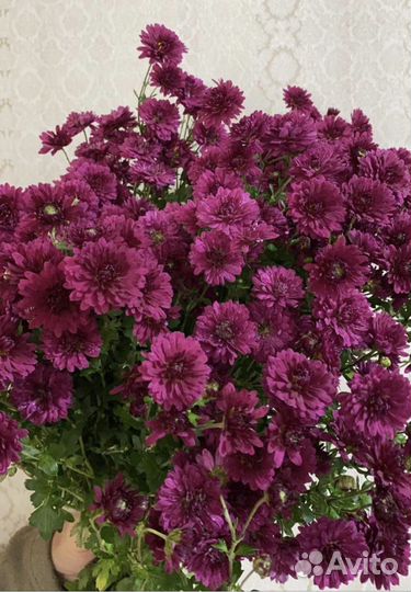 Хризантема Мадам Шер
