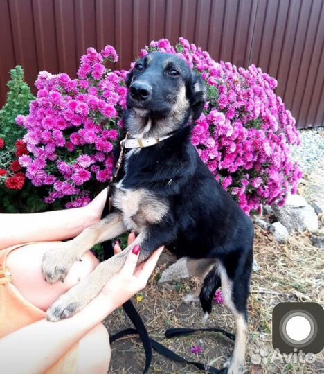 Отдам щенка в хорошие