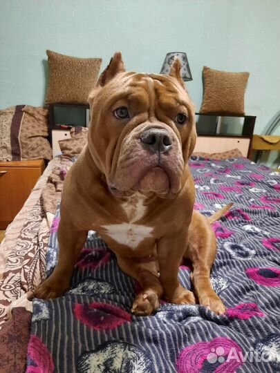 Вязка собак американский Булли