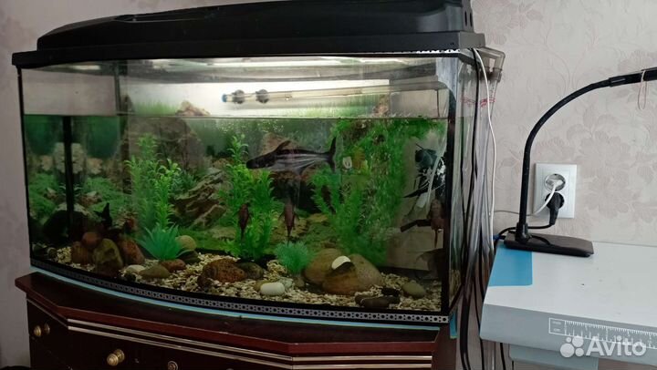 Аквариум 250 литров