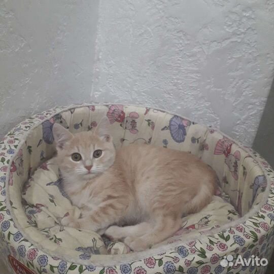 Котёнок окраса табби