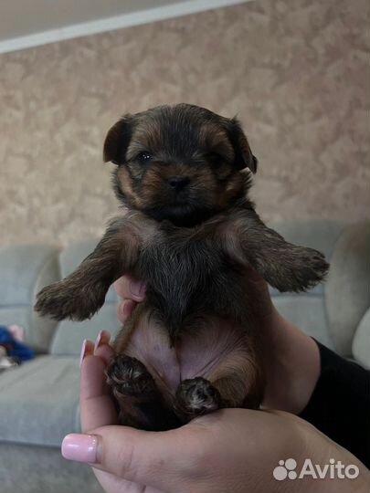 Йоркширский терьер щенки девочки