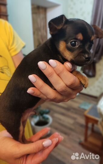 Мини той-терьер щенки