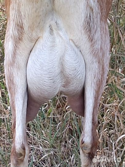 Дойные нубийские козы