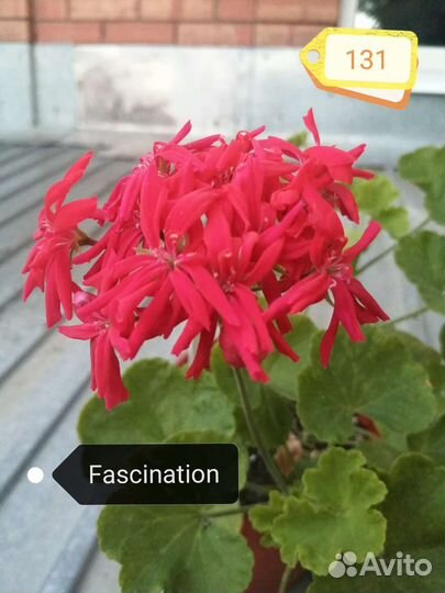 Коллекционные пеларгонии