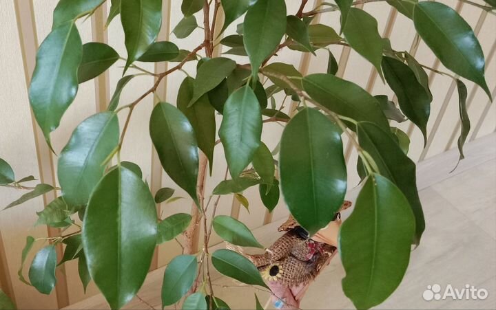Фикус Бенджамина