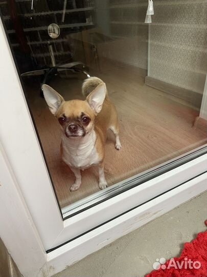 Чихуахуа девочка