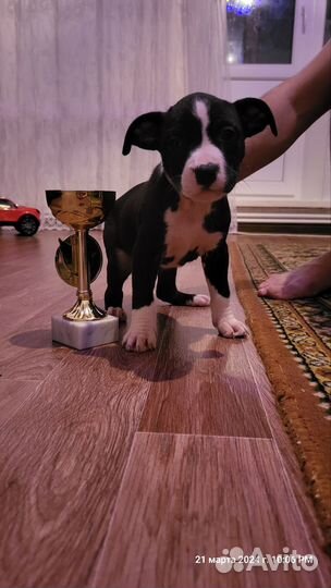 Щенки американского стаффорда