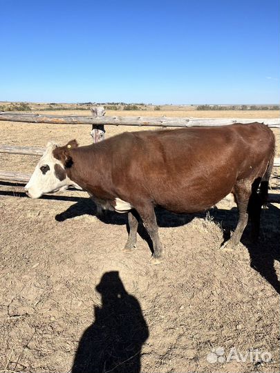 Коровы и телки бык