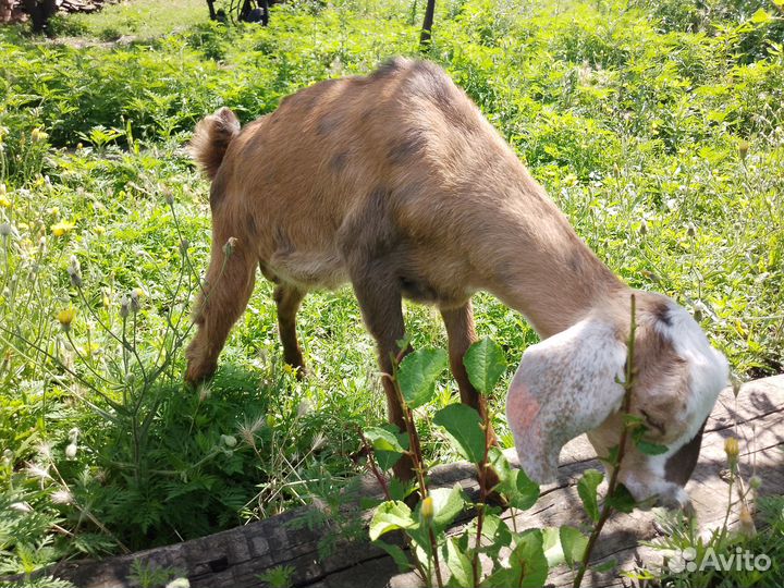 Нубийский козлик
