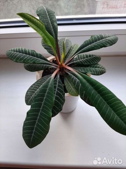 Комнатные растения