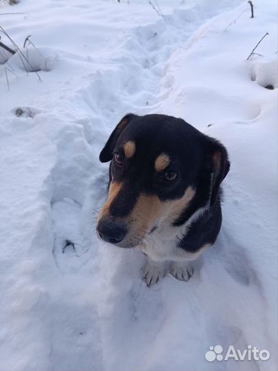 Отдам в добрые руки