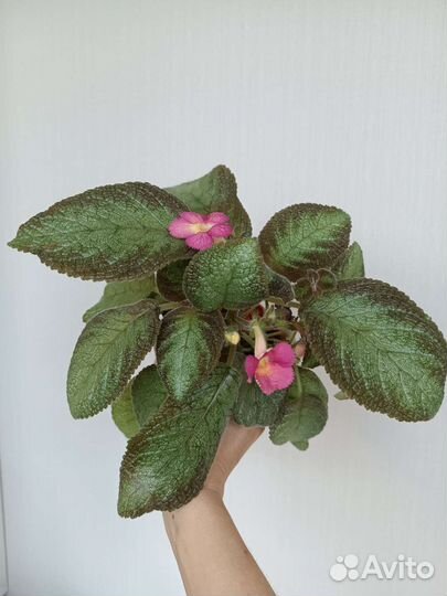 Эписция розовая, цветет