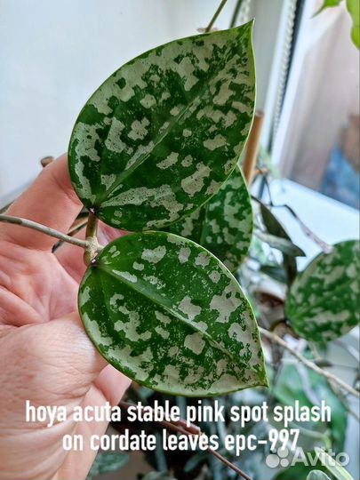Хойя verticillata variegata, villosa, Bella, kerri