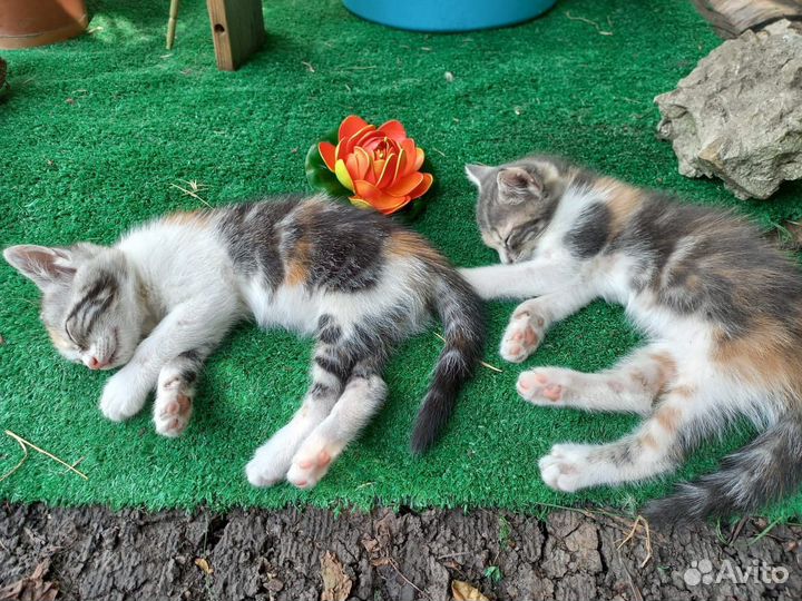 Трехцветные котята черепаховый