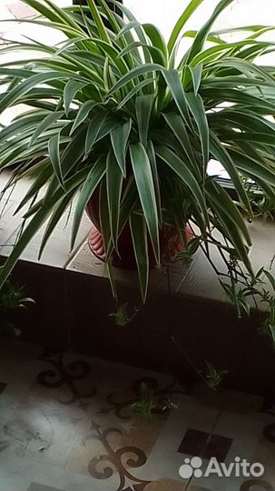 Хлорофитумы