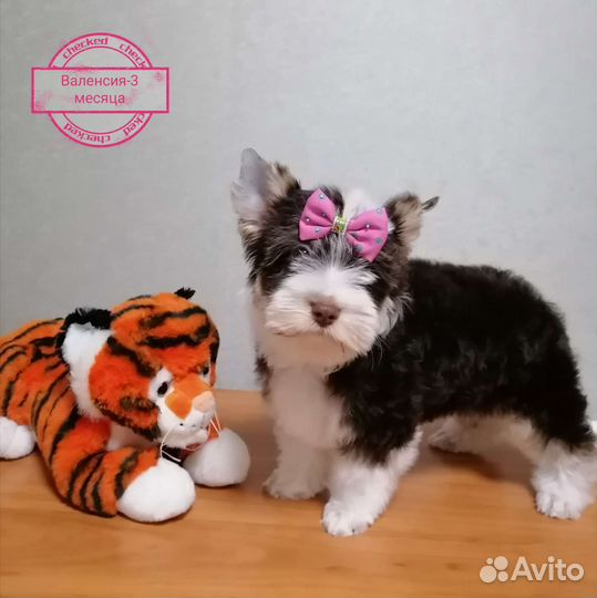 Биро-девочка