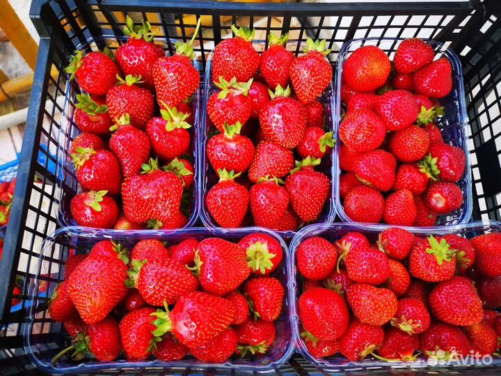 Рассада клубники более 20 сортов