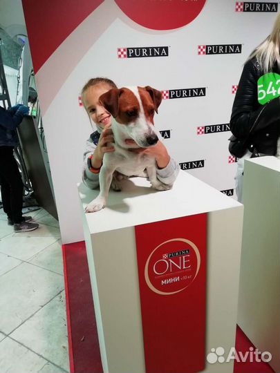 Вязка джек Рассел терьер