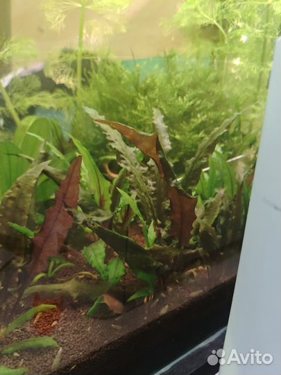 Аквариумная прополка