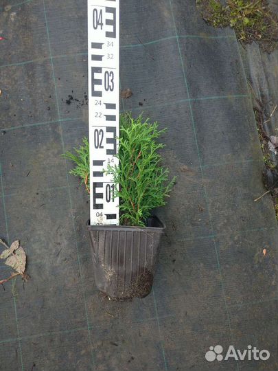 Туя шаровидная