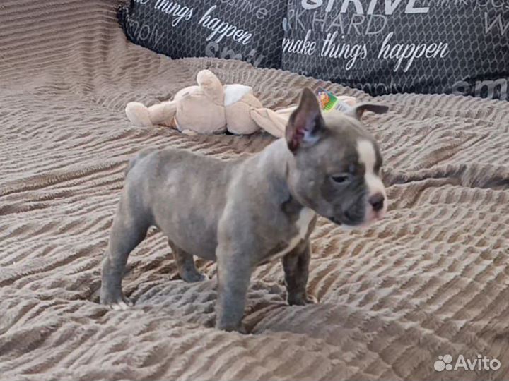 Американский булли