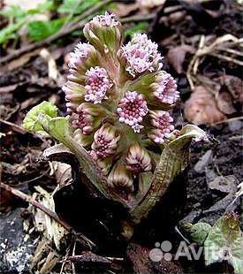 Белокопытник