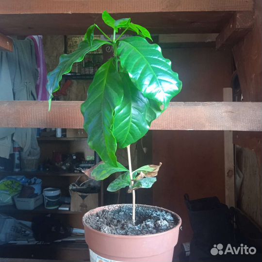 Кофейное дерево