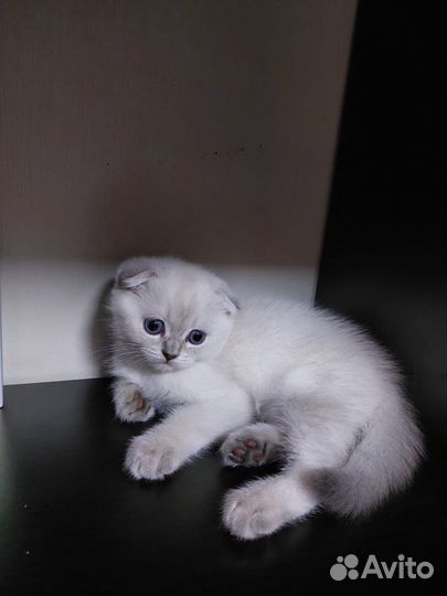 Шотландская