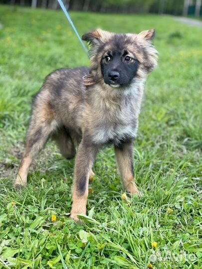 Щенки в дар из приюта