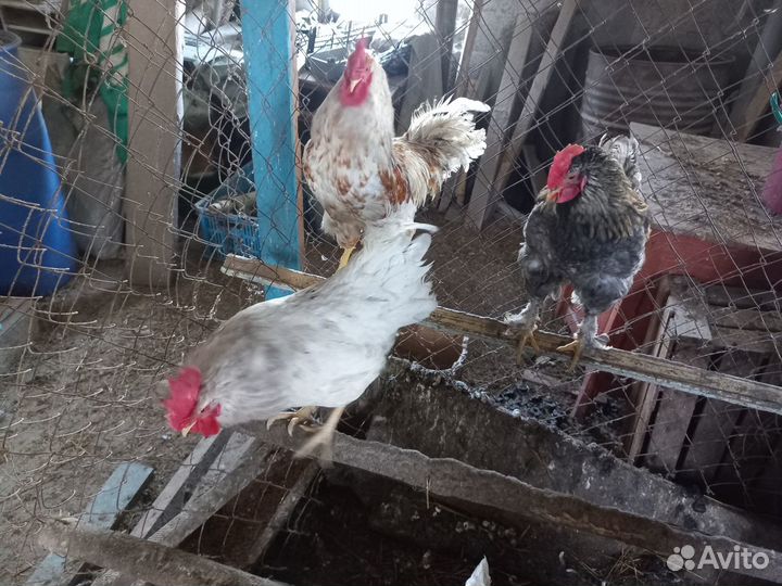 Домашняя птица