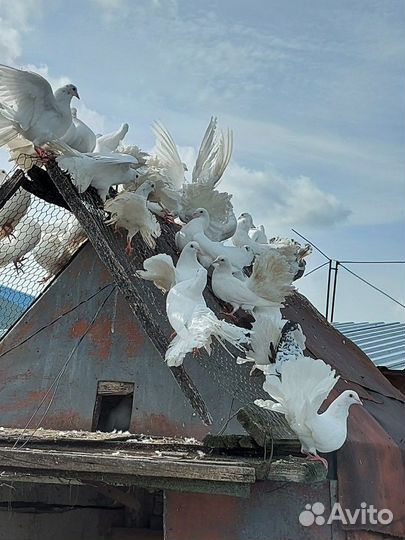 Голуби павлины