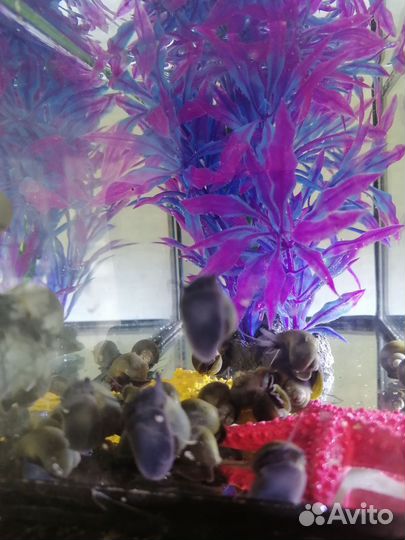 Декарации для аквариума, ул итки ампулярии