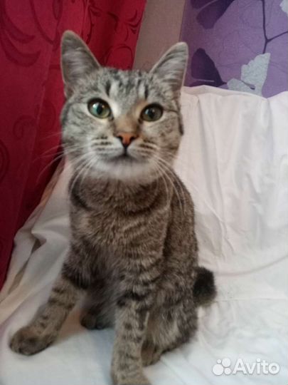 Котёнок в дар бесплатно