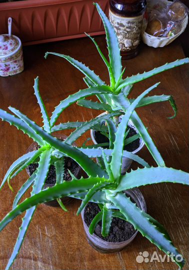 Алоэ древовидное (Столетник)