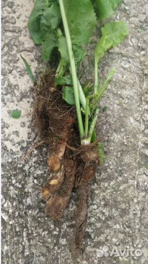Хрен - расада, листья, корень