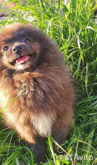 Щенок щпица