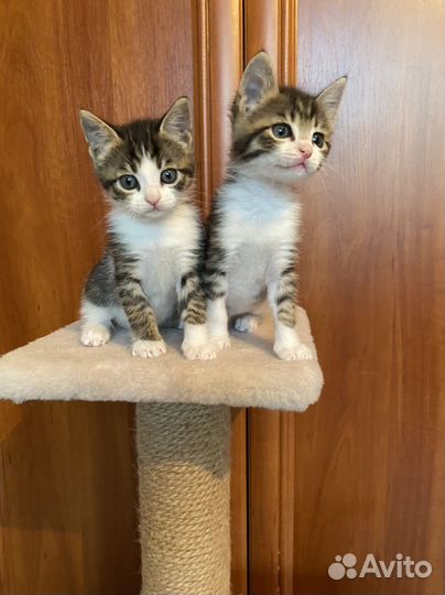 Котята мальчики 1,5 мес